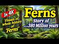 Ferns: Ancient Survivors of Earth | Evolution, History & Survival