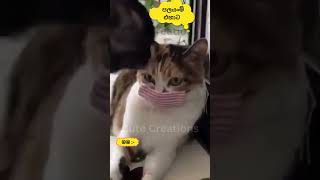 Download lagu ආවා මෙතන මට බෝ කරන්න😂 #cat#funnyanimals#funny#cute#srilanka#shorts#short#trendingshorts#lankan#cats mp3 Download lagu ආවා මෙතන මට බෝ කරන්න😂 #cat#funnyanimals#funny#cute#srilanka#shorts#short#trendingshorts#lankan#cats mp3