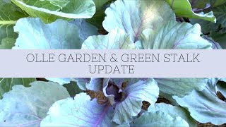 July Garden Tour | Olle Garden and Green Stalk Garden Update | EverCrest