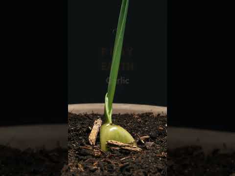 , title : 'Growing Garlic Time Lapse _ 14 days'