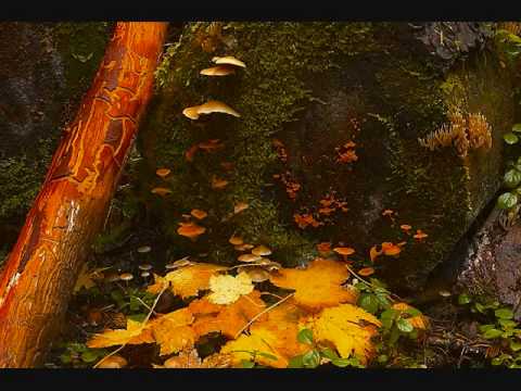 Em vẫn đó - Tuấn Ngọc