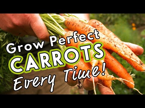 , title : 'Grow Perfect Carrots Every Time! 🥕'