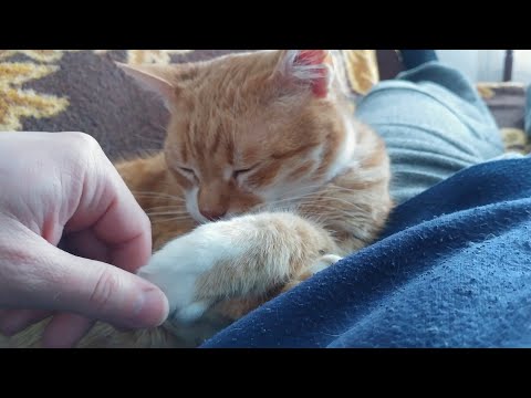 8 Sure Signs Your Cat Trusts You - YouTube