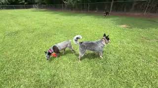 Video preview image #1 Mutt Puppy For Sale in Garden City, NY, USA