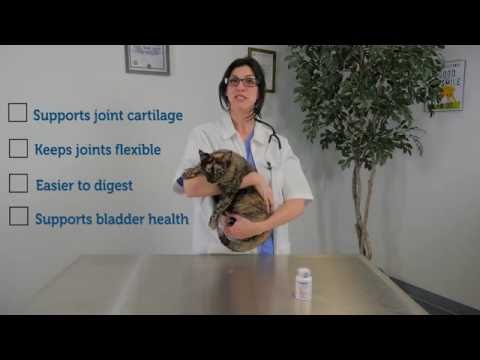 Cosequin for Cats Helps Keep Joints Healthy and Flexible