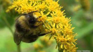 Жизнь замечательных шмелей c англ. субтитрами -  Bumblebees with subtitles