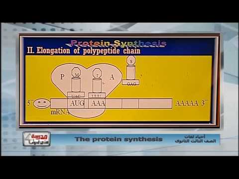 أحياء لغات 3 ثانوي حلقة 26 ( تخليق البروتين The protein Synthesis ) أ شريف فرغلي 12-03-2019