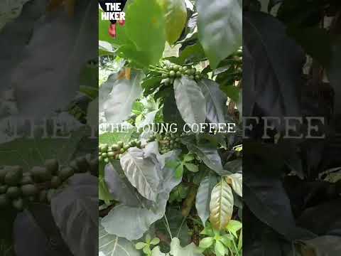 , title : 'video nature - coffee plant #nature #nature #relaxingvideosasmr #shorts #short #shortsvideo'