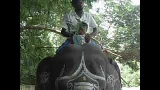 preview picture of video 'ayyampettai mukthar in elephant'