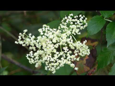 Elderberry - Sambucus nigra