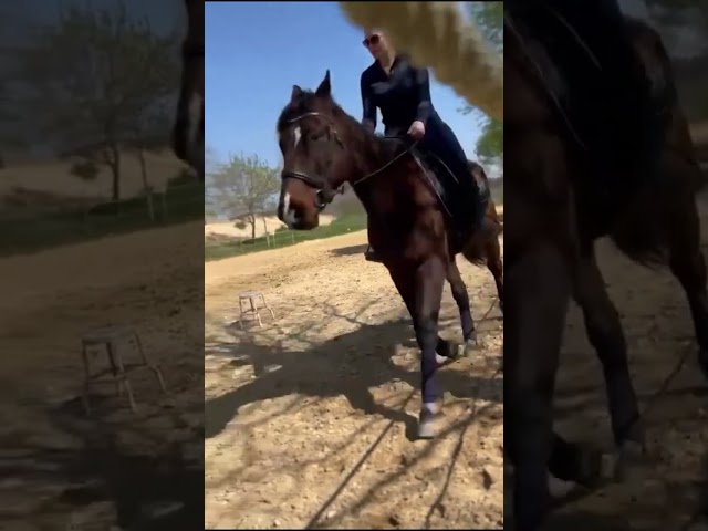 ? &Agrave; Vendre &ndash; Hardi Petit ?