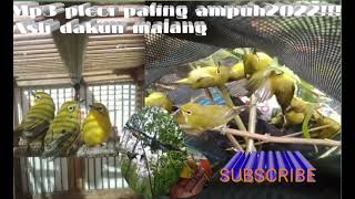 Download lagu MP3 pikat pleci,jinjing batu, sikatan kepala abu abu dll,paling populer di malang mp3 Download lagu MP3 pikat pleci,jinjing batu, sikatan kepala abu abu dll,paling populer di malang mp3