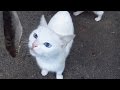 White Cat Wants To Eat And Drink