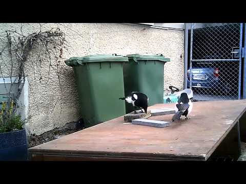 Wildkamera 04 04 2018 mein kleines Garten Gewusel