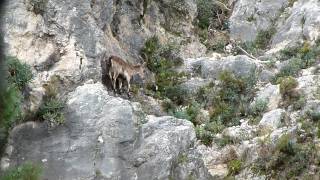 preview picture of video 'Caza de Macho Montes en la Sierra de Grazalema HD'