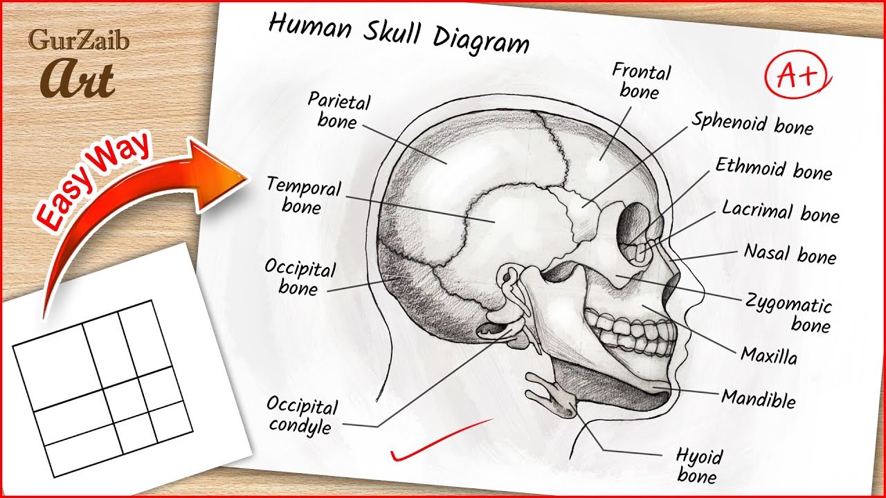 Human Skull Diagram Drawing CBSE / easy way / draw Human anatomy - Step by step for beginners