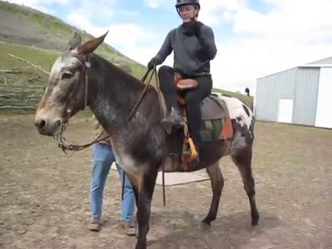 Riding sidesaddle for the first time