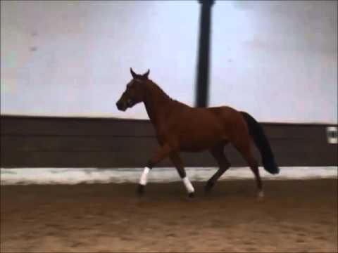 "PAV VENISSAGE" 2j. Reitpony v. Strahlemann - Nemax  zu verkaufen