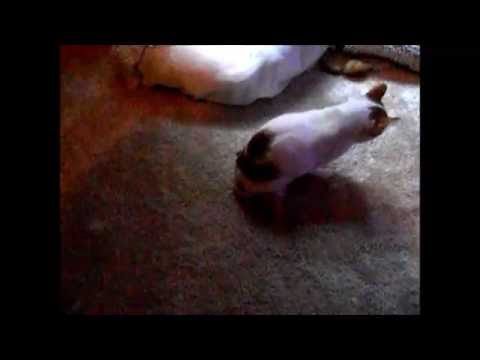 Zweibeinerin Emilia - 12 Wochen nach der zweiten Amputation