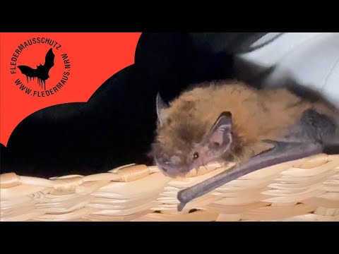 Fledermaus NRW - Auswilderung von Schlaubi am 15 05 25