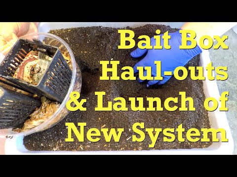 New worm bin using red wigglers from bait boxes - vermicompost