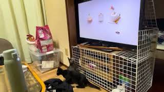 子猫 動くもの大好き！特にハムシー  ネコ飼い初心者