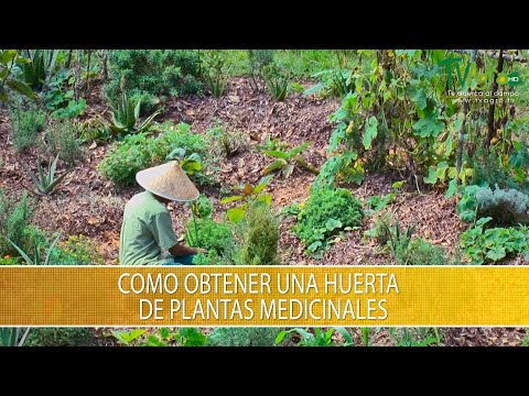 Como Obtener una Huerta de Plantas Medicinales - TvAgro por Juan Gonzalo Angel Restrepo