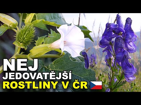 , title : 'TOP 5 NEJJEDOVATĚJŠÍ ROSTLINY V ČR'
