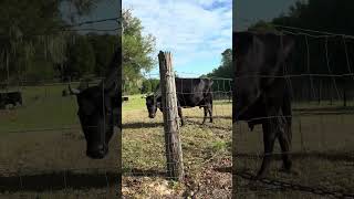 Girls enjoying another perfect day in the front pasture. #cow #farming #farmlife #shorts