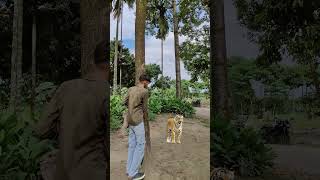 Download lagu Tiger walk in forest#tiger mp3 Download lagu Tiger walk in forest#tiger mp3