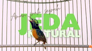 Download lagu Kicau burung konin jeda natural untuk pancingan @mandorkicau mp3