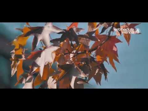 Vetmeduni Vienna im Herbst