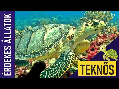 TEKNŐS / TEKNŐSBÉKA | Állatok kicsiknek | Ismeretterjesztő | Természetfilm | Magyar szókincs