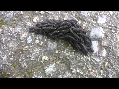 Bunch of worms moving as one