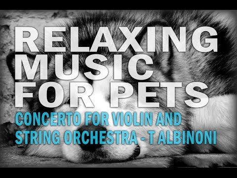 Relaxing Classical Music for Dogs, Puppies and Kittens   Tomaso Albinoni   Concerto