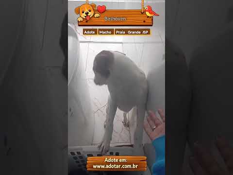 Vídeo de Bethoven