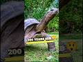 Why Do Tortoise Live So Long Tortoise Shorts