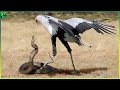10 Most Brutal Bird Vs Snake Fights