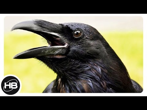 Top10 Самые Интересные Факты о Воронах. Познавательное о птицах.