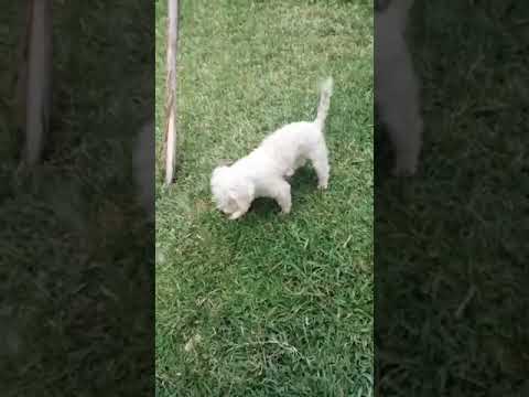 Perritos de tia arely❤️