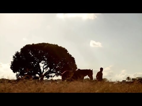 Zé Vaqueiro - Volta Pro Vaqueiro Volta (Vídeo Clipe)