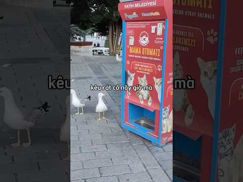 tại sao chúng tôi không được ăn 😂 ??