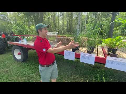 Forage and non-forage cover crop options following winter wheat in Ontario