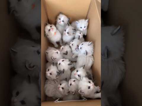 KittiCuts Viral