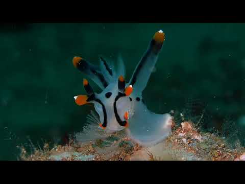 Crystal Blue Resort – Critterfest 2026. – Part 3 - scuba diving video