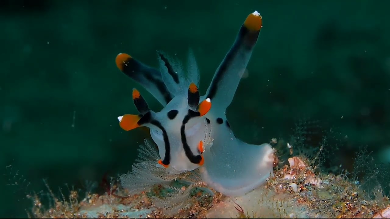 Third of 3 videos - Crystal Blue Resort Annual Critterfest Workshop in Anilao, Philippines.