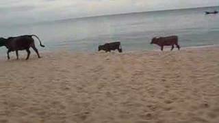 preview picture of video 'Beach Cows'