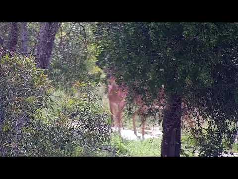 Djuma Private Game Reserve Live Stream