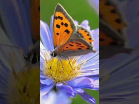 Borboletas: O Milagre da Transformação e a Beleza Efêmera da Natureza