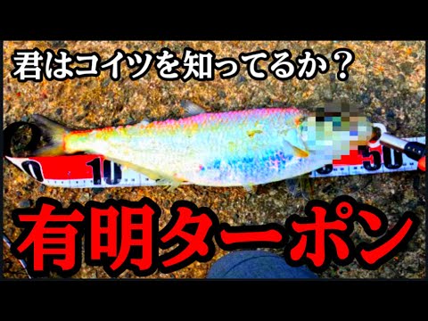 Have you heard of the Ariake Tarpon, which is disrupting the ecosystem? \An unexpected big hit\